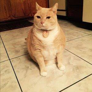 Meet your Posher, Sophia